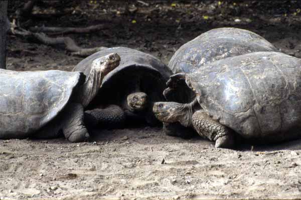 Photo of giant tortoise Photo of giant tortoise