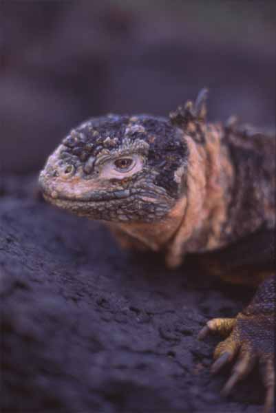 Photo of land iguana from South Plaza Island Photo of land iguana from South Plaza Island