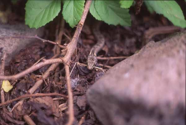 Photo of Galapagos snake (Alsophis dorsalis) on Santa Fe Island Photo of Galapagos snake (Alsophis dorsalis) on Santa Fe Island