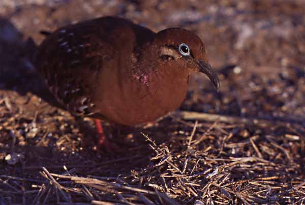 Photo of Galapagos dove Photo of Galapagos dove