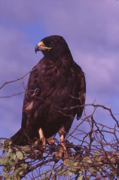Photo of Galapagos hawk