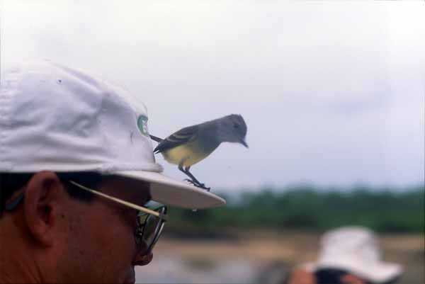 Photo of Galapagos flycatcher Photo of Galapagos flycatcher