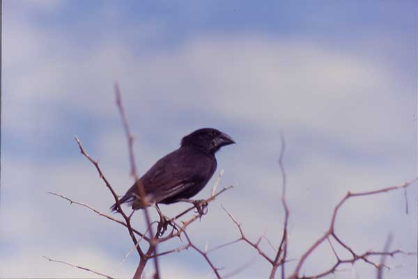 Photo of large ground finch Photo of large ground finch
