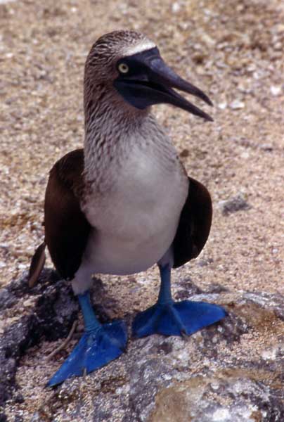 Photo of blue-footed booby standing on rock Photo of blue-footed booby standing on rock