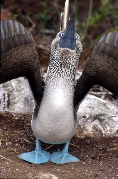 Photo of blue-footed booby skypointing Photo of blue-footed booby skypointing