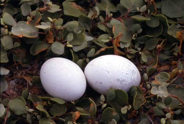 Photo of blue-footed booby eggs Photo of blue-footed booby eggs