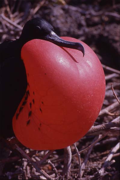 Photo of male frigatebird displaying on nest Photo of male frigatebird displaying on nest