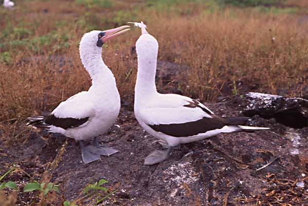 Photo of masked boobies presenting gift