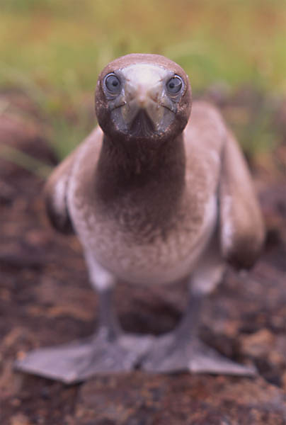 Photo of young masked booby looking at camera