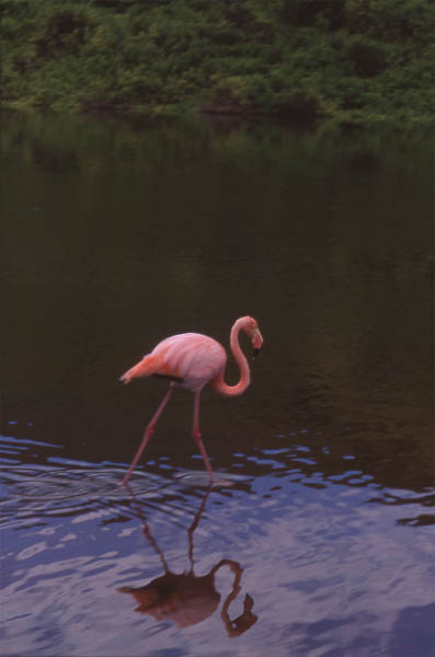 Photo of flamingo Photo of flamingo