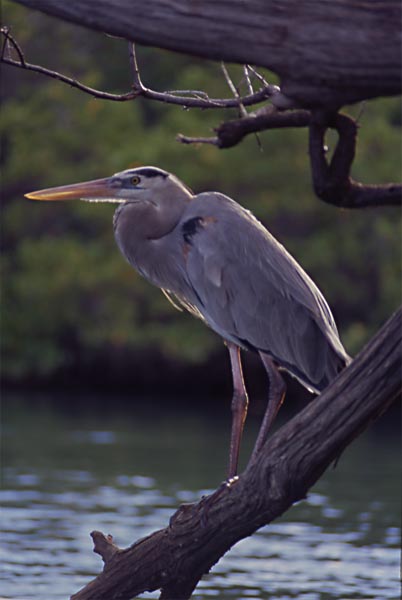 Photo of great blue heron Photo of great blue heron