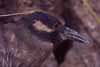 yellow-crowned night heron photo