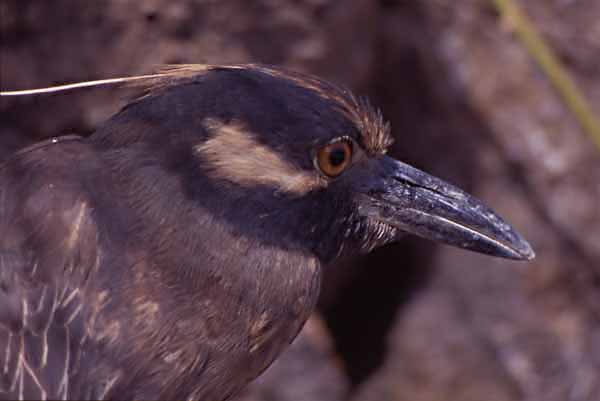 Photo of yellow-crowned night heron Photo of yellow-crowned night heron
