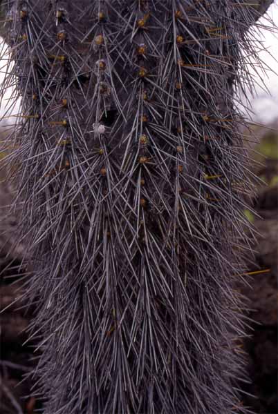 Photo of candelabra cactus spines Photo of candelabra cactus spines
