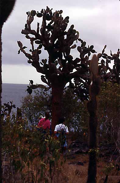 Photo of cactus tree Photo of cactus tree
