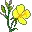 Galapagos flowers