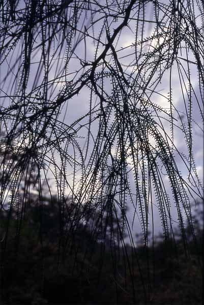 Photo of palo verde tree Photo of palo verde tree