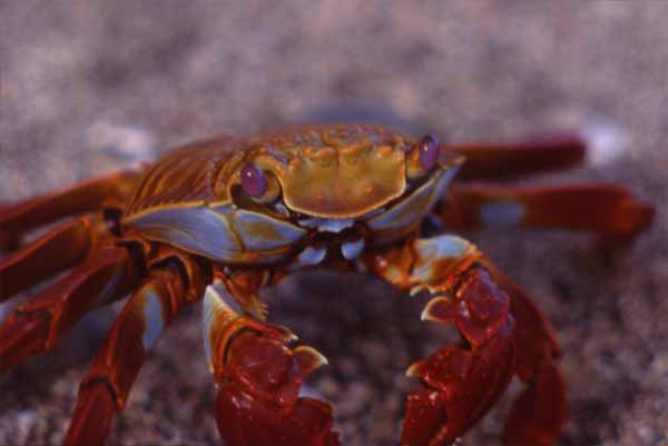 Photo of crab underwater