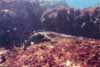 iguana feeding underwaterphoto iguana feeding underwater photo