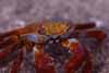 Click for marine invertebrates