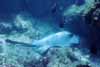 sting ray photo sting ray photo