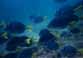 Click for fish photos