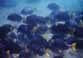 surgeonfish photo