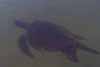 sea turtle photo sea turtle photo