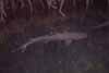 white-tipped reef shark photo white-tipped reef shark photo
