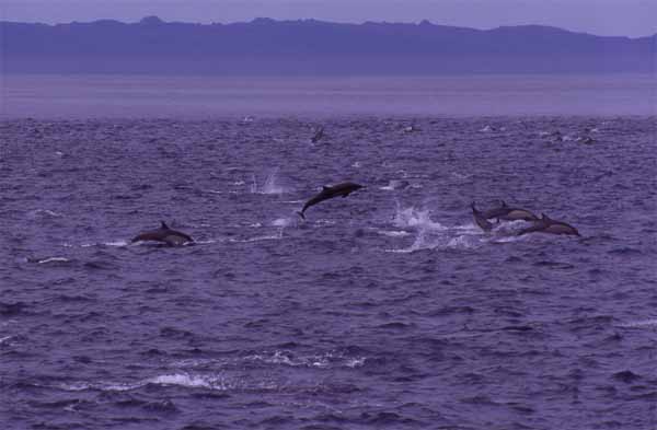 Photo of dolphins leaping Photo of dolphins leaping
