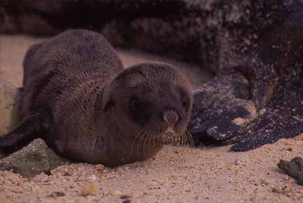 Photo of baby sealion Photo of baby sealion