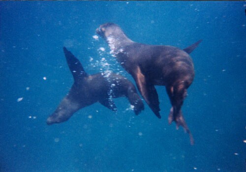 Photo of sealions underwater Photo of sealions underwater