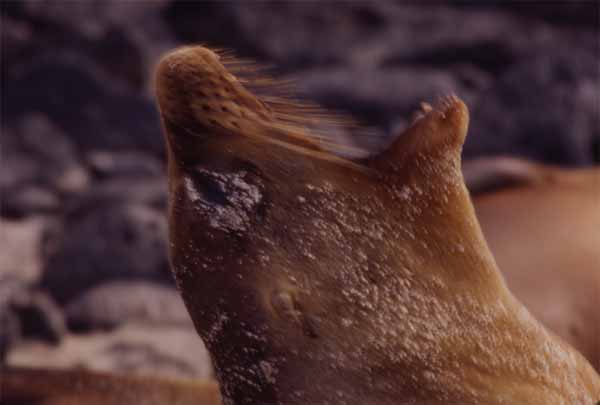 Photo of sealion yawning Photo of sealion yawning