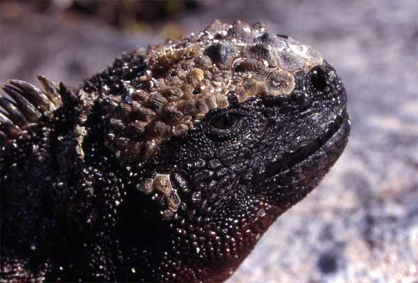 Photo of marine iguana head Photo of marine iguana head