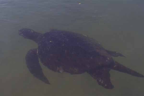 Photo of turtle underwater Photo of turtle underwater